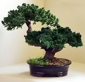 Artificial Monterey Juniper Preserved Bonsai Tree Double Trunk 12  Tall • $225.95