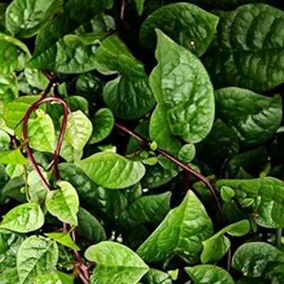 Red Malabar Spinach Seed - US Seller - Ships Fast! • $1.99