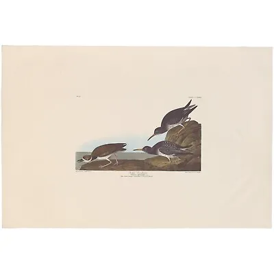 $100 • Buy Audubon Amsterdam Ed Dbl Elephant Folio Lithograph Pl 284 Purple Sandpiper