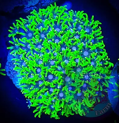 SAF~Green Star Polyp Coral “WYSIWYG” GSP Soft Corals Reef Clove Live • $24.99