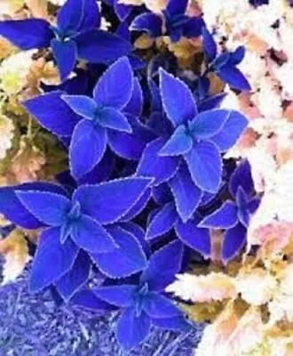 100 Blue Coleus Seeds Coleus Blumei Garden Flower  • £2.94