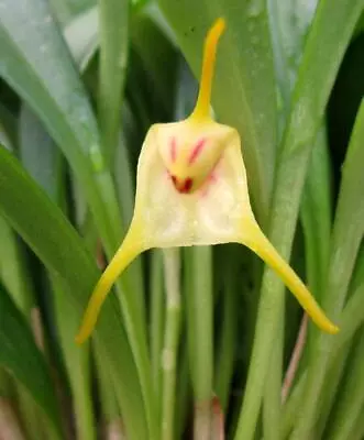 Blooming Size Orchid Species Masdevallia Chasei • $21.99