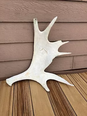 Large Maine Moose Shed / Antler! Deer Taxidermy Man Cave Crafts • $105