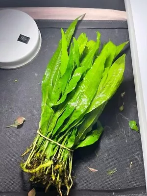 £3.55 • Buy Java Fern X3 Stem Plants Aquarium Plants Fish Tank  Live Aquatic Tropical Guppy