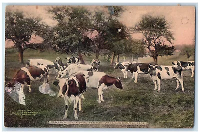 1920 Cows Dairy Scene Near Millbrook New York NY Antique Posted Postcard • $19.97