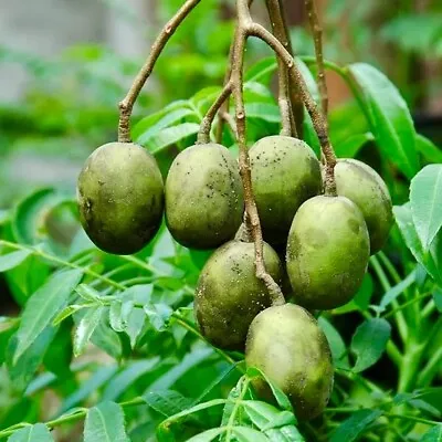 JUNE PLUM  JOBO (Spondias Dulcis) Fruit Tree Produce Fruit Soon 3’-4’ Feet • $49.99