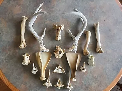 Deer Antlers And Bones Lot Bundle Craft Jewelry Cleaned And Sanitized Deer • $74.89