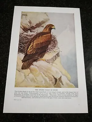 £18.95 • Buy The Golden Eagle At Home  ILLUSTRATION PRINT