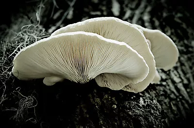 Winter White Oyster Grain Spawn 1kg Mushroom Mycelium Fully Colonised - Rootlab • $40