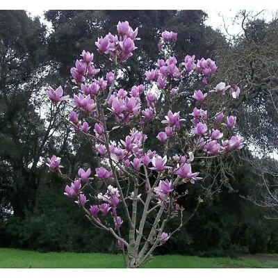 Purple Magnolia 5 Seeds LILY FLOWER TREE Fragrant Tulip Seed US SELLER • $4.50