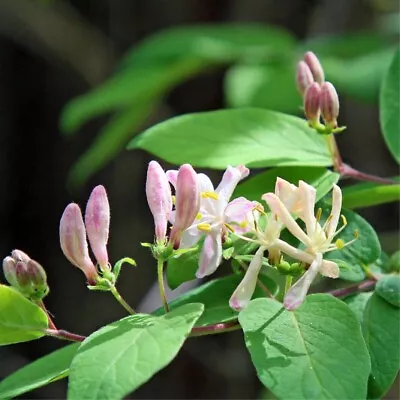 10 Seeds Honeysuckle D'Etruria Lonicera Etrusca • £8.62