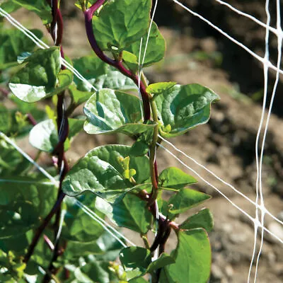 75 Red Stem Malabar Spinach Basella Alba  Rubra  Free Shipping Non-GMO USA • $3.79