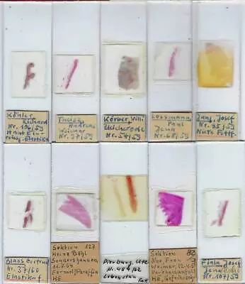 Human Pathology Microscope Slides (N) • $30