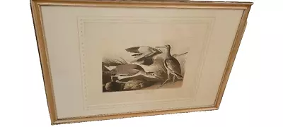Audubon Original Havell Edition #274 - Semipalmated Snipe Or Willet • $4300