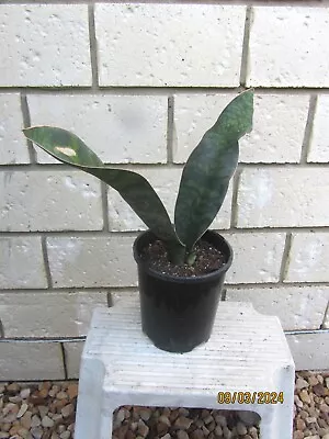 Sansevieria Masoniana  Congo Plant. Whale Fin • $25