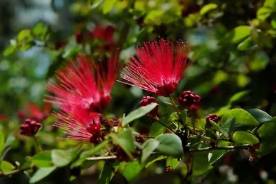 10 Red Mimosa Tree Seeds Silk Albizia Julibrissin Perennial Persian Seed 163 • $3.99