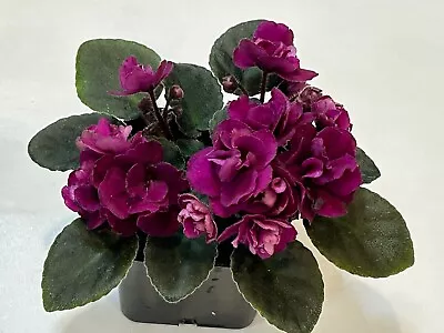 African Violet Jolly  Fireball  . Large Blooming Plant . Semi Miniature. Rare! • $18.99