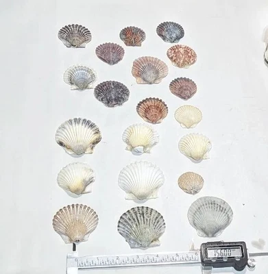 $3.99 • Buy Rough Scallops Outer Banks Seashells Crafts Beach Decor 20 Shells 