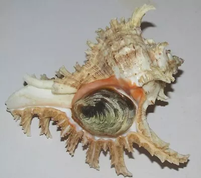 126 Mm Chicoreus Ramosus Murex Seashell + Operculum Similan Island Thailand • $19.99