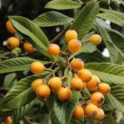 12x Loquat Tree Seed Organic Fresh October 2023 Harvest NEW SEASON • $99