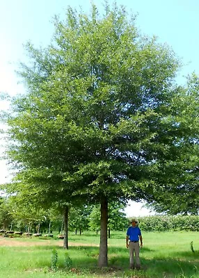 2 Willow Oak Seedlings Quercus Very Hardy Tall Shade Trees Expensive Lumber • $12.99