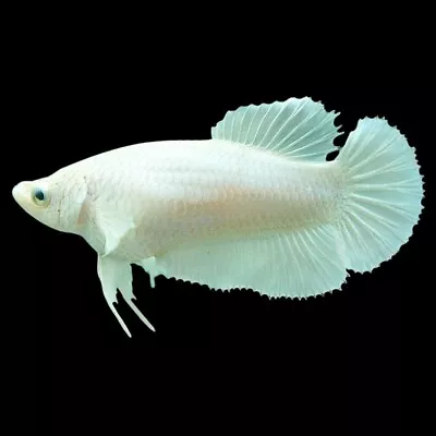 Halfmoon White Betta Female | Betta Splendens | Labyrinth Fish | Anabantoid • £32.18