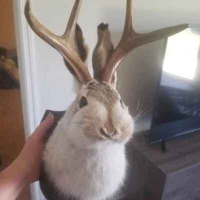 £14.99 • Buy Animal Wall Mount Decor Bunny Head Shape Deer Hork Taxidermy Rabbit Ornament New