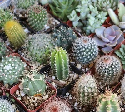 25+ Mixed Cactus Seeds  Mix Succulent Seeds | USA Free Shipping . • $1.99