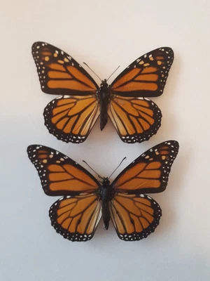 £13 • Buy Monarch Set Butterfly Pair Taxidermy Entomology