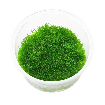 £24.20 • Buy Riccia Fluitans | Lot Of 3 In-Vitro Plants | Crystalwort Moss | Floating Plant