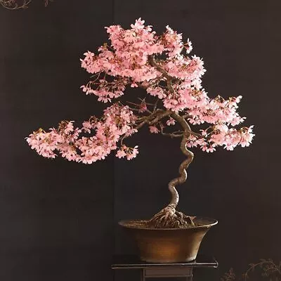 20 Japanese Flowering Cherry Blossom Rare Bonsai Seeds - Pink Flowering Tree • $11.49