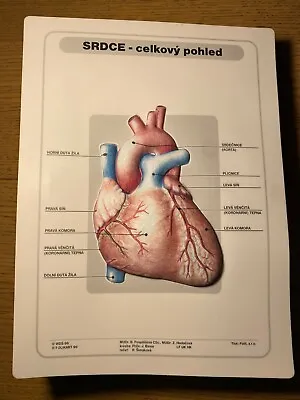 Heart Vintage Anatomical Plastic 3D Poster Anatomy School Chart Medical • $54.99
