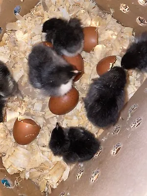 6 French Black Copper Maran Hatching Eggs • $15