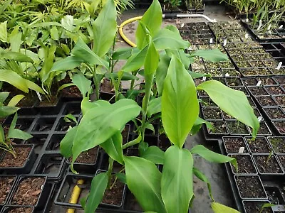 Musa Sp. Jamesonii - 9 Cm Pot Banana Plant • £10