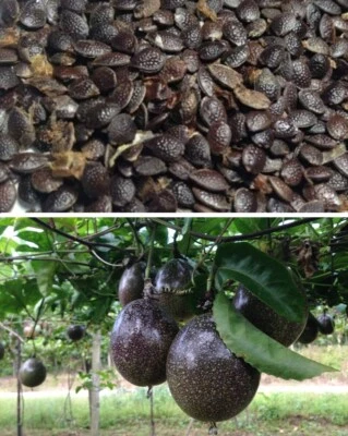 £3.25 • Buy 30x Easy Growing Passion Fruit Seeds Passion Flower Premium Passiflora Seeds 