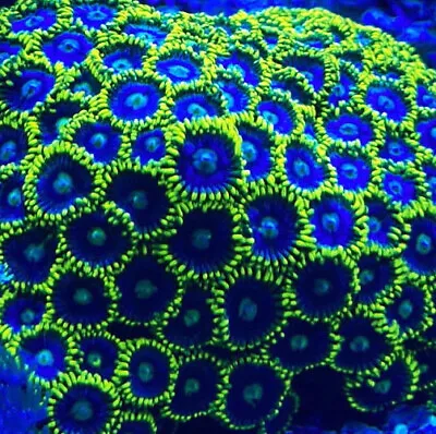 Blueberry Fields Zoanthid Soft Coral Colony 6 Polyps *Combine Post* • £0.99