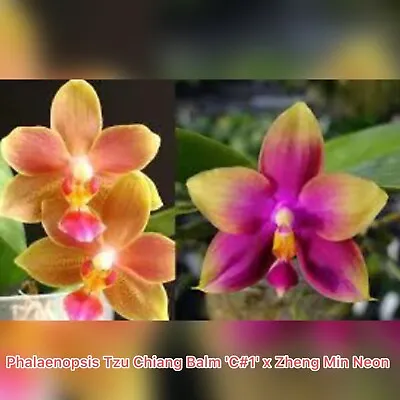 $28 • Buy Phalaenopsis Tzu Chiang Balm 'C#1' X Zheng Min Neon - Fragrant