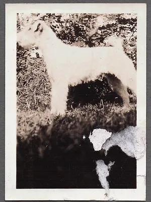 Vintage 1930's Welsh Wire Fox Terrier Dog Mary Crane Somers New York Old Photo • $7.99