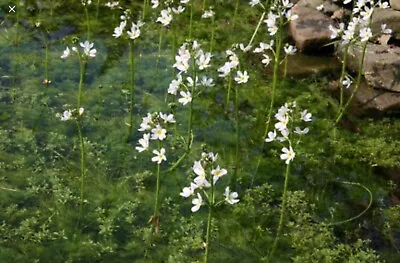 5x STRANDS WATER VIOLET WITH WEIGHT UK NATIVE OXYGENATING POND PLANTS • £7.75