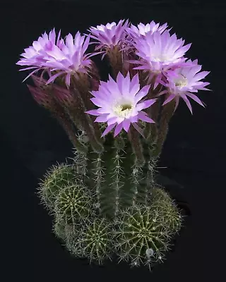 Easter Lilly Cactus - Echinopsis Oxygona Rare Flower Cacti Seed Cacti 50 SEEDS • £9.72