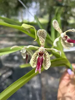 Rare Vanda Paki Fragrant  Orchid  Exact Flower IN BLOOM • $65