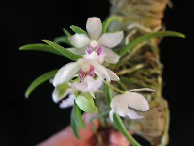 DO -  Holcodirea Glenn Lehr Sedirea Orchid Mini Mounted In  2 Spikes! • $29.99