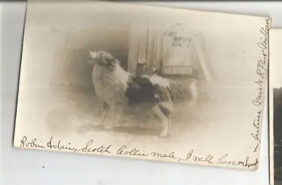 RPPC MILFORD Massachusetts MASS MA ROBIN ADAIR SCOTCH COLLIE MRS N R FLINK DOG • $24.99