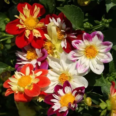 40 Dahlia Dandy Improved Mix Seeds • $4.99