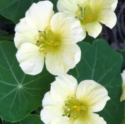 Nasturtium MOONLIGHT Creamy White Moon Edible Flowers HEIRLOOM Non-GMO 10 Seeds! • $4.98