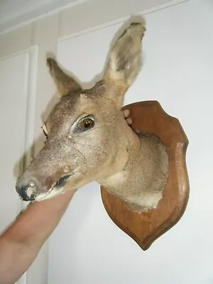 £99.99 • Buy A Taxidermy Doe Deer Head Mounted On A Wooden Shield