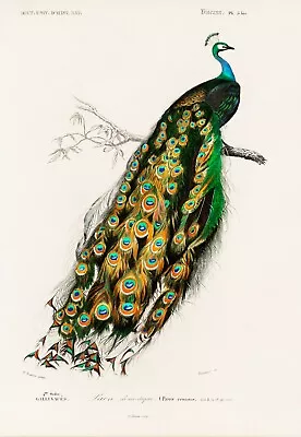 12209.Decoration POSTER.Room Interior Wall Decor.Nature Illustration.Peacock • $23