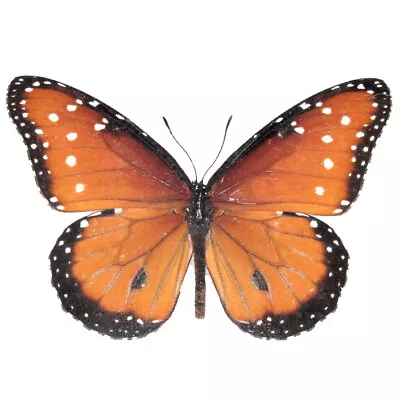 Danaus Gilippus Monarch Mimic Queen Butterfly Arizona USA Unmounted Wings Closed • $8