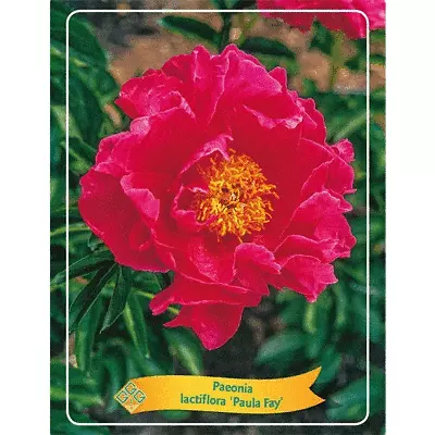 Paeonia Lactiflora Paula Fay Peony 11cm Pot Max Postage Charge £5.90 See Descrip • £11.99