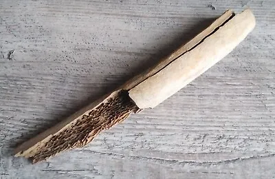 Fossilised Bison Rib Bone • £7.99